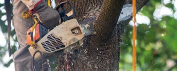 Best Fruit Tree Pruning  in Northlake, TX