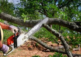 How Our Tree Care Process Works  in  Northlake, TX