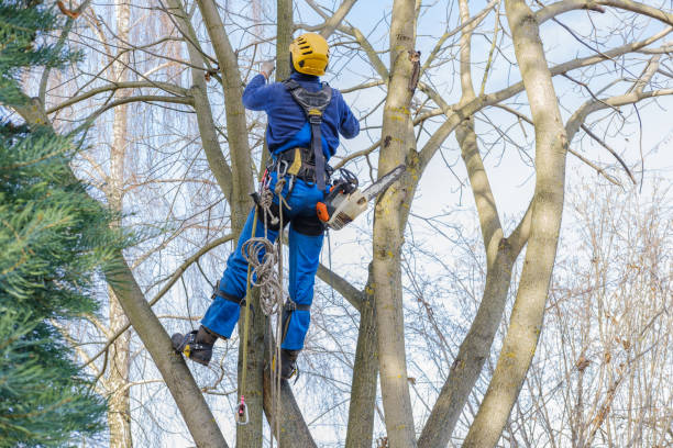 Best Emergency Tree Removal  in Northlake, TX