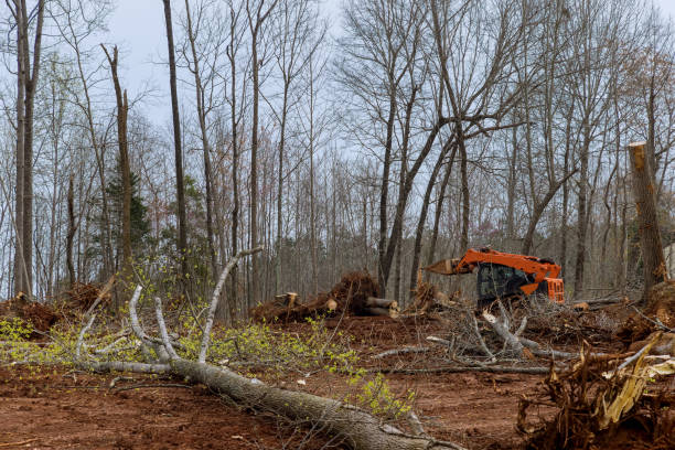 Best Hazardous Tree Removal  in Northlake, TX