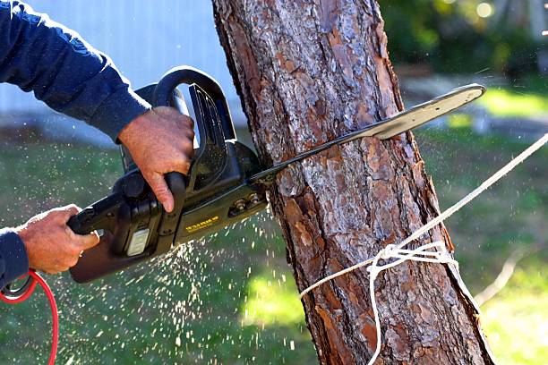  Northlake, TX Tree Removal Services Pros