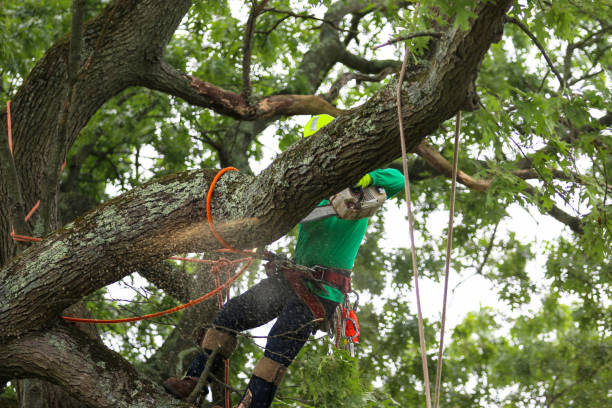 Best Commercial Tree Services  in Northlake, TX