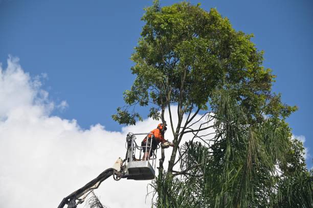 Best Grass Overseeding  in Northlake, TX