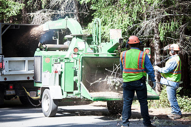 Best Tree and Shrub Care  in Northlake, TX