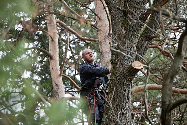 Best Arborist Consultation Services  in Northlake, TX