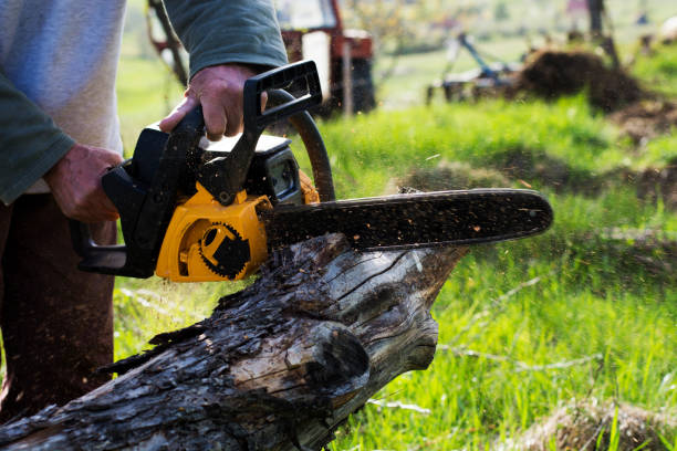 Best Tree Preservation Services  in Northlake, TX