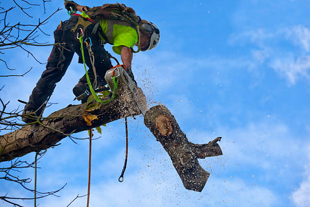 Best Tree Trimming and Pruning  in Northlake, TX