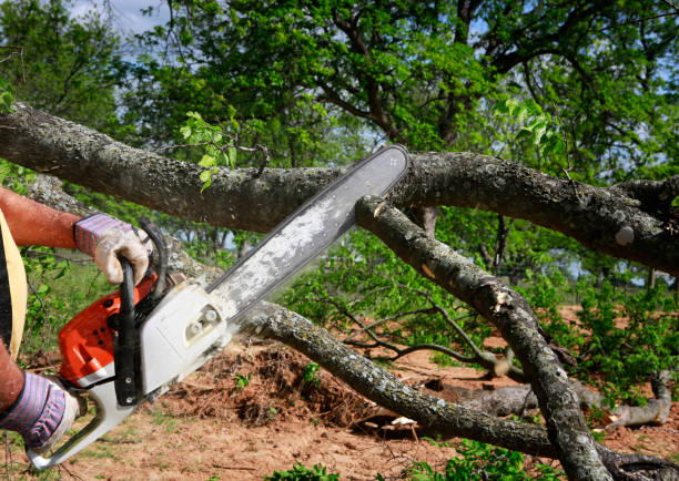 Best Tree Risk Assessment  in Northlake, TX