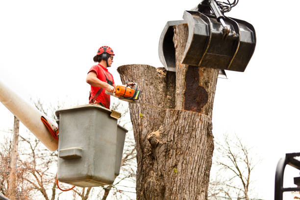 Best Palm Tree Trimming  in Northlake, TX